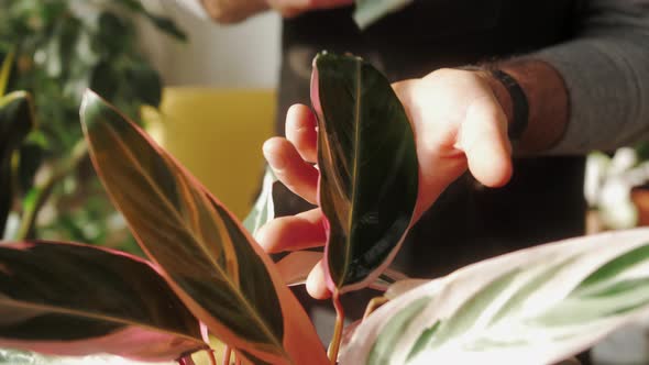 Man Florist at Work Cleaning Plants in Small Garden Shop Male Watering Flowers Green Home alt