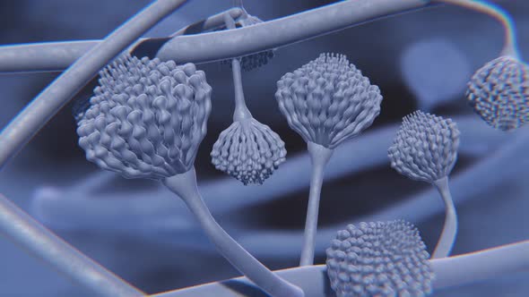 Aspergillus fungus animation alt