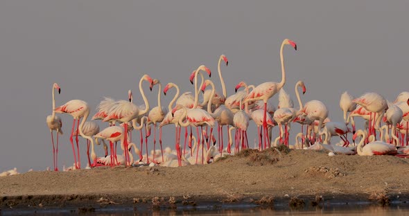 A Group of Pink Flamingos Move on an Island in a Salt Lake Defending Their Eggs alt