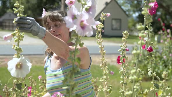 Woman in her flower garden inspecting her hollyhock flowers alt