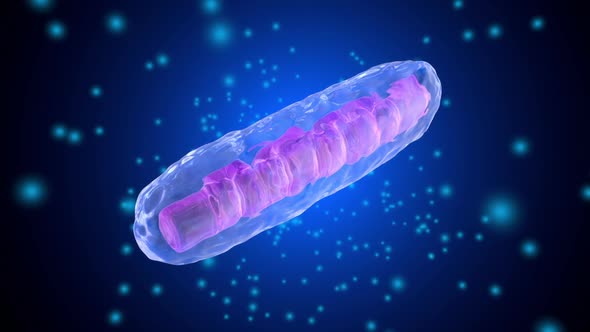 3D rendered Animation of a Mitochondria Cell