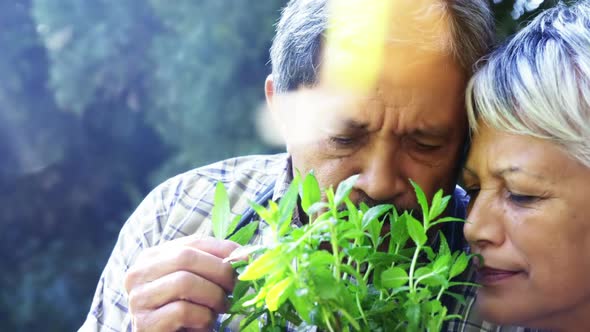 Senior couple smelling plant alt