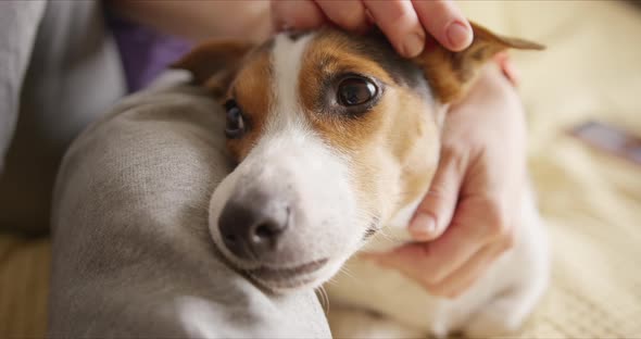 Girl Gently Strokes Her Dog and He Likes It Very Much alt