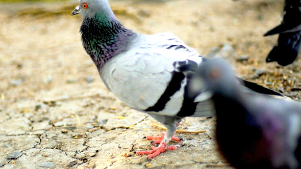 Pigeon In The Park alt