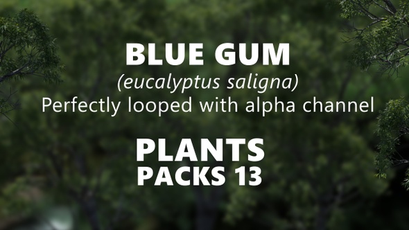 BLUE GUM (eucalyptus saligna) Looped plants