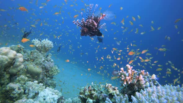 Underwater Colorful Scenery Lionfish alt