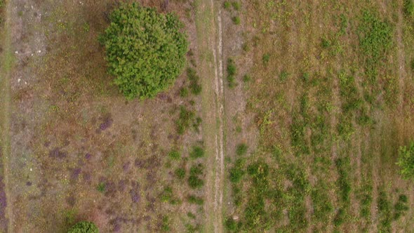 Aerial shot of danish nature alt