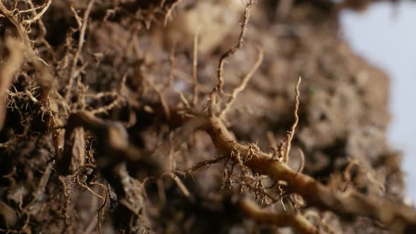 Plants and Roots alt