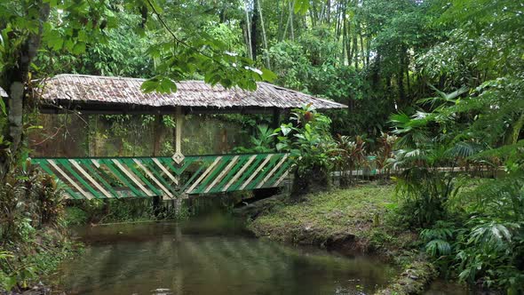 A bridge or crossing over a stream in a tropical garden showing many beautiful plants and trees alt