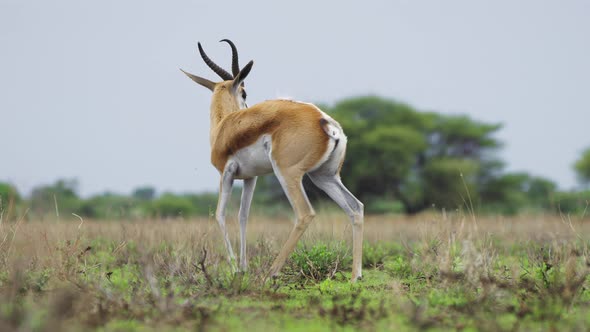 Springbok In Its Natural Habitat In The Central Kalahari Game Reserve, Botswana - wide shot alt