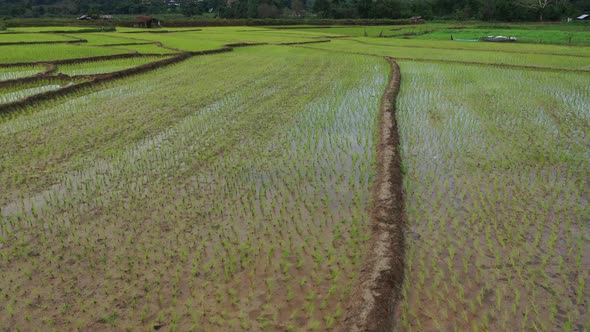 Aerial drone view of agriculture in rice on a beautiful field filled with water alt