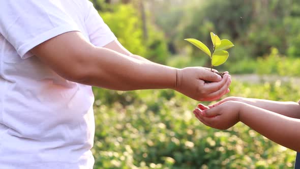 Mother's hand holds a tree to her child on a green background. concept of loving the world