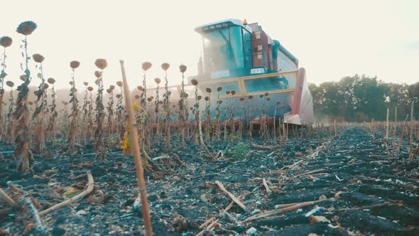 Combine Harvesting on Sunflower Field. Mechanized Harvesting Sunflower. Large Field of Dry Sunflower alt