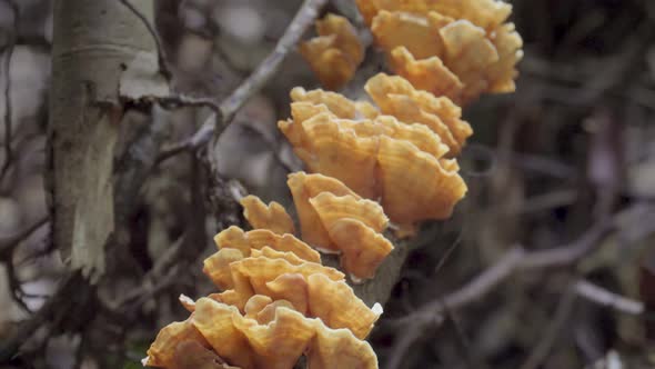 Wild brown mushrooms fungus fungi growing on driftwood trunk of fallen tree in rainforest or jungle alt