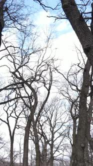 Vertical Video of the Forest with Trees Without Leaves Slow Motion alt