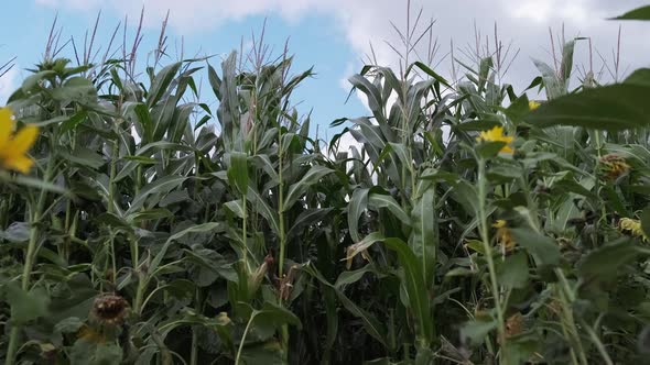 young ears of corn ripen in the field on juicy stalks against the background of a cloudy sky