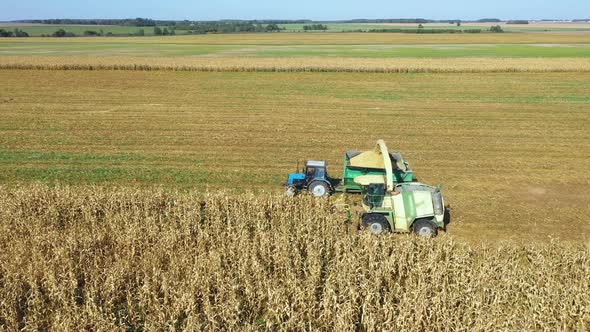 Harvester Gathers Mature Corn At Agricultural Field And Pour It In Tractor alt