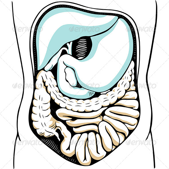 Internal Digestive System - Health/Medicine Conceptual