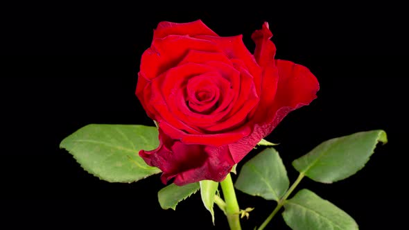 Time Lapse of Withering Red Rose alt