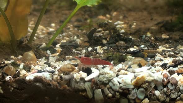 Concept 4-A1 View of Cherry Shrimp in Aquarium alt