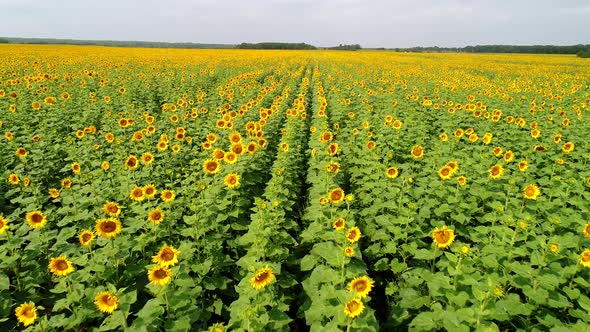 Sunflower Field on a Sunny Summer Day Aerial View alt