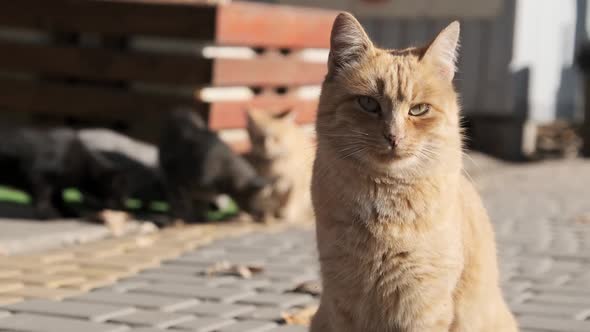 Lot of Stray Cats are Sitting Together in a Public Park in Nature Slow Motion alt