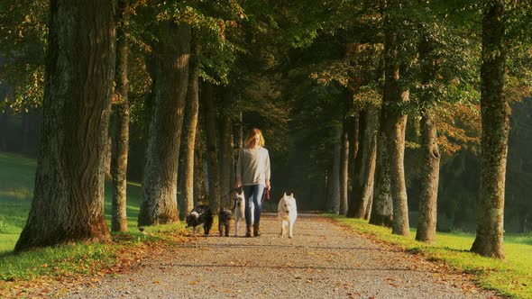 A Caucasian Woman is Walking With Four Dogs  alt