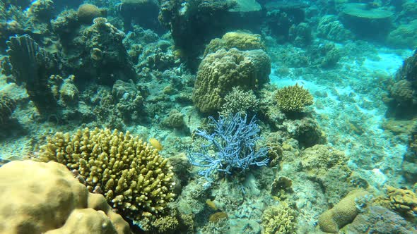 Wonderful and Beautiful Underwater World with Corals and Tropical Fish alt