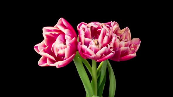 Timelapse of Pink White Peony Tulips Flowers Opening