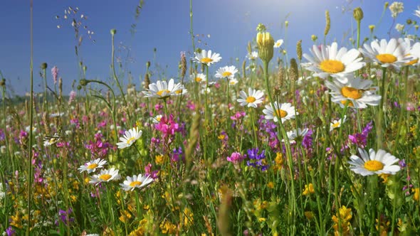 Camera Moving Through Alpine Flowering Meadow. Beautiful Summer Flowers on the Wind, Spring Summer alt