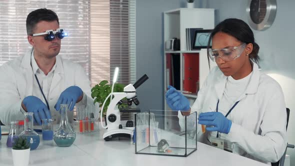 Black Female Research Scientist Making Experiment with Hamster in Modern Chemistry Laboratory alt
