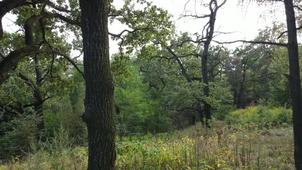 Aerial View of Green Forest in Summer. Ukraine alt