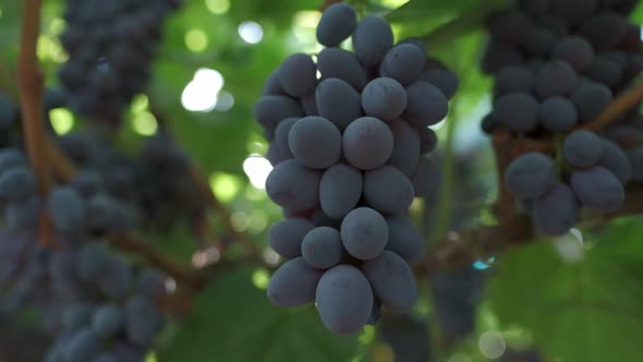 Bunches of Black Grapes Close Up alt