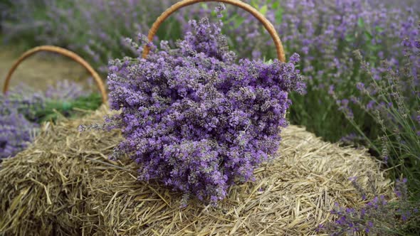 Basket with Lavender Standing on Straw Pile in Floral Field alt