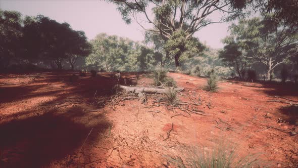Dirt Track Through Angophora and Eucalyptus Forest alt