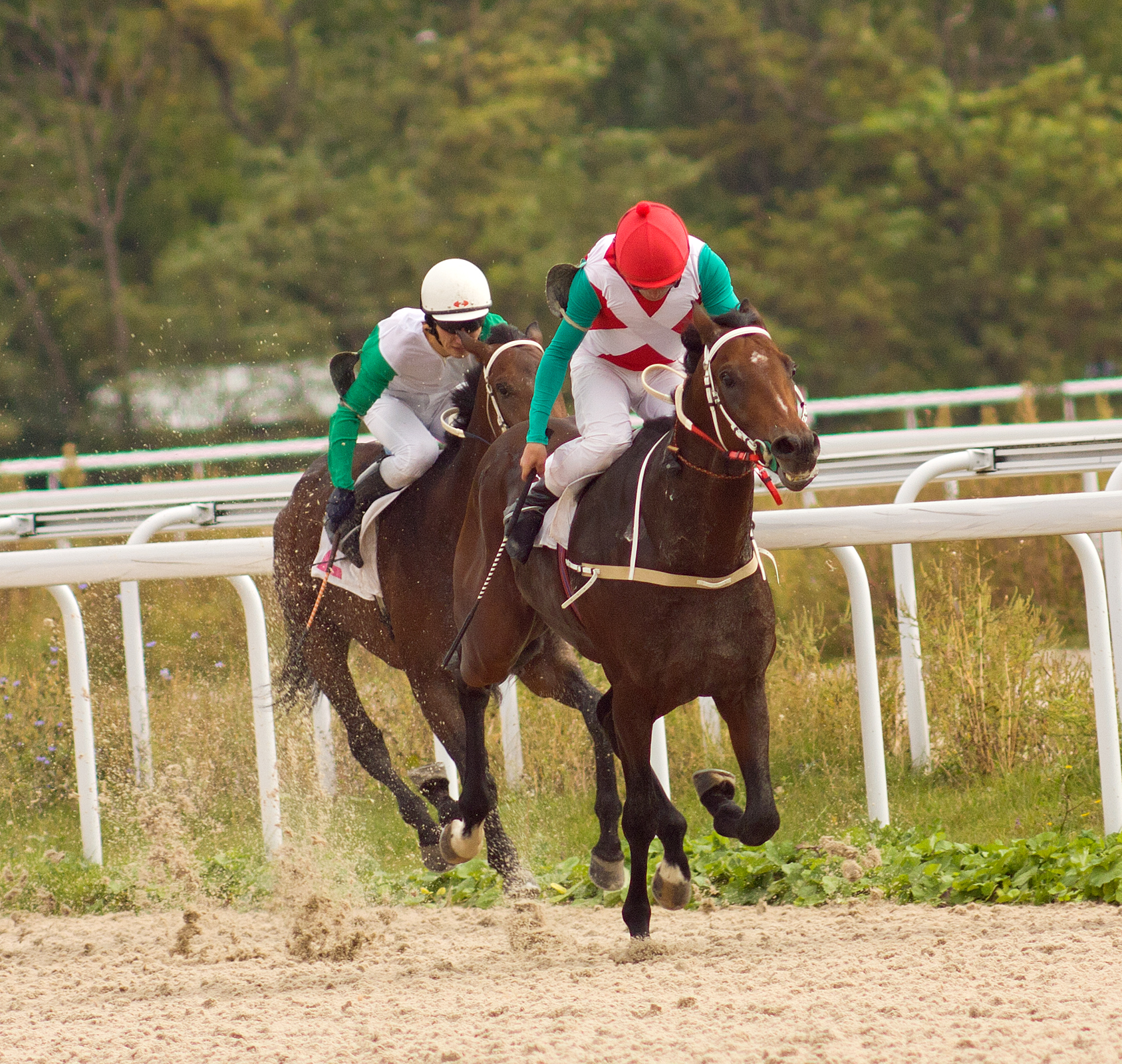 Horse race for the prize Summer