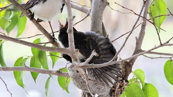 Baby Birds Feeding and Stretching Wings alt
