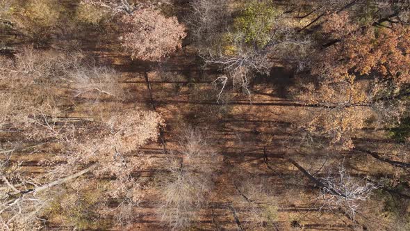Ukraine  Trees in the Autumn Forest in the Afternoon alt