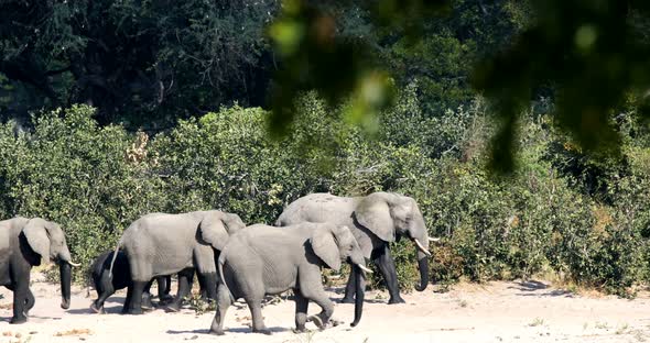 African elephant, Bwabwata Namibia, Africa safari wildlife alt