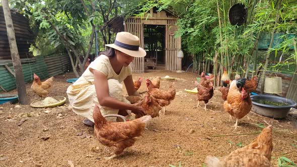 Asian Women Feeding Chicken at a Farm Women Feeding Chicken at a Eco Farm in Thailand alt