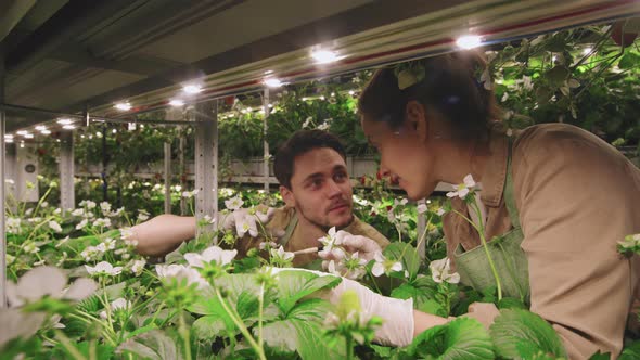 Nursery Workers Taking Care Of Strawberry Flowers alt
