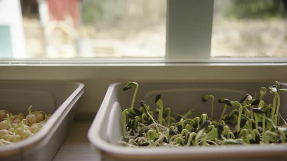 Germinating microgreens in containers, kale, sunflower, peas, tracking left alt