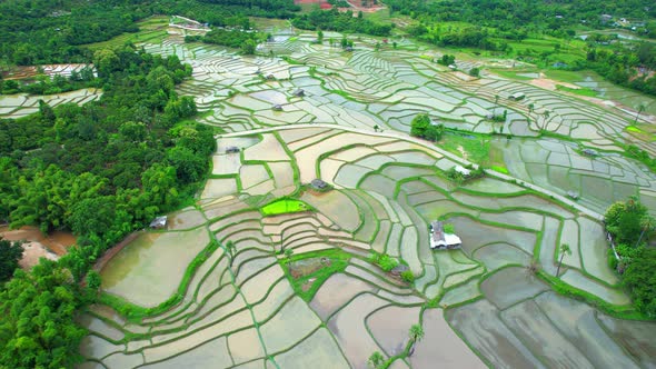 Aerial view of agriculture in rice fields for cultivation alt
