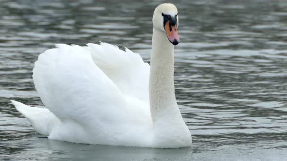 White Swan Swims on a Winter Lake