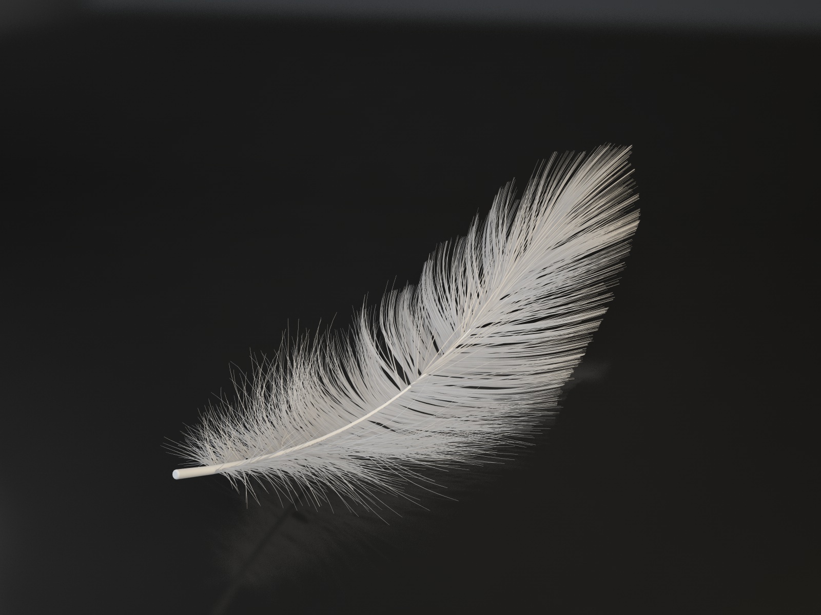 Feather 01 by ticilo 3DOcean
