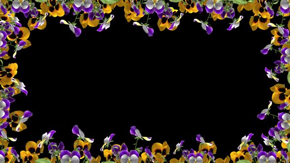 Pansy Flowers - Screen Frame In Out - III -  Alpha Channel