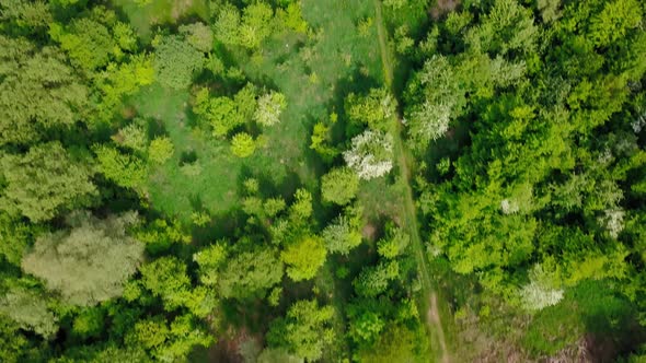 Aerial View Over Green Trees Forest on Daytime in Spring in Western Ukraine