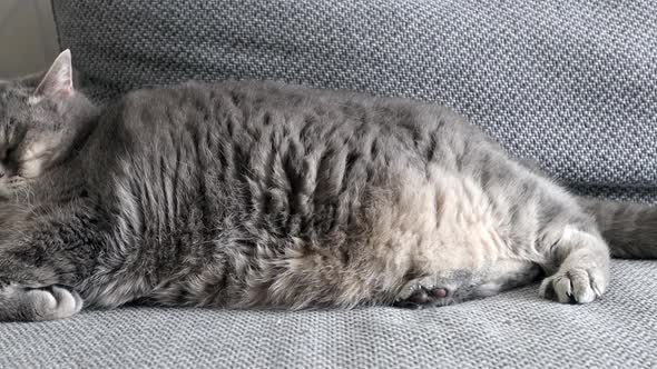 Fat British Cat Sleeps on the Sofa and Looks