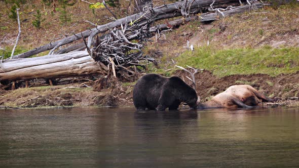 Grizzly Bear with a recently killed elk in Yellowstone National Park alt