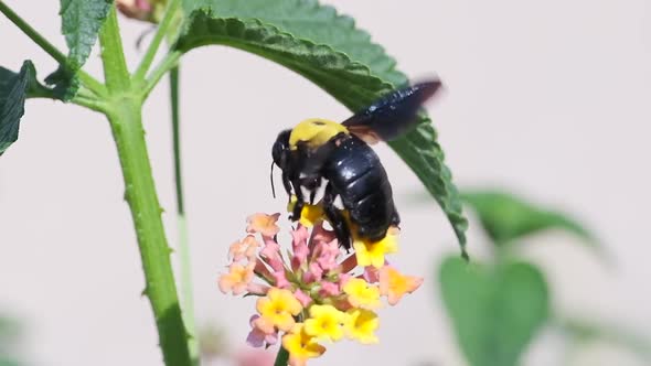 A Bumblebee collects Nectar from a Flower, slow-motion footage
